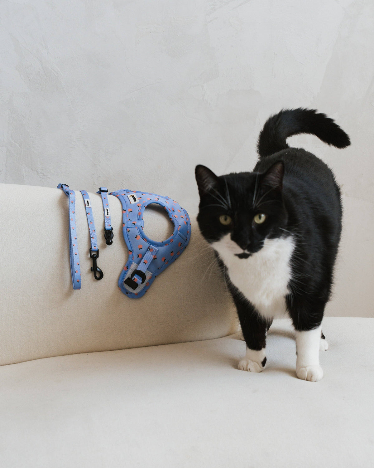 Feline Fashion